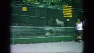 New Jersey USA (1966): Wolves In Cages At A Zoo Being Watched By Children