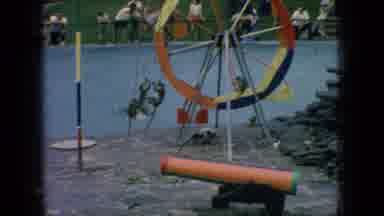 New Jersey USA (1966): Cats Doing Tricks In Competition In Front Of A Crowd Of