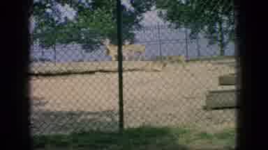 New Jersey USA (1966): Deer And Ram Living At The Zoo