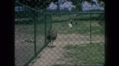 New Jersey USA (1966): The Birds And Animals Roam Free In A Cage Only, Not As Free