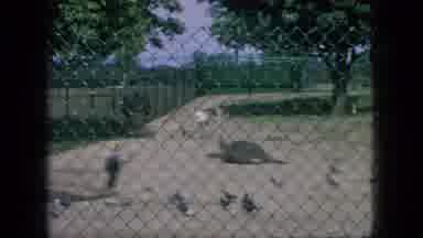New Jersey USA (1966): Walk In A Zoo, Or Farm Where There Are Many Animals In