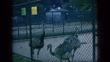 New Jersey USA (1966): There Is All Types Of Animals In The Park