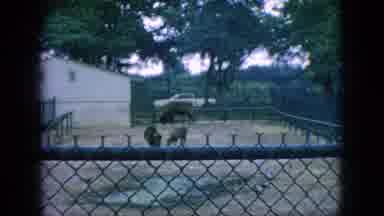 New Jersey USA (1966): Blurry Buffalos In A Pen
