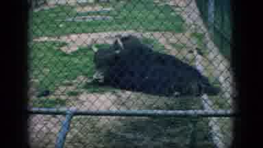 New Jersey USA (1966): Animal Containment Camp