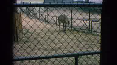 New Jersey USA (1966): A Series Of Animals Are Seen
