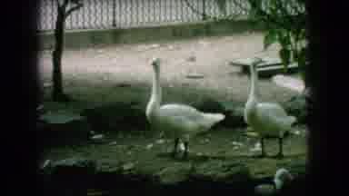New Jersey USA (1966): Either Swim Or Fly, Birds Have All The Fun