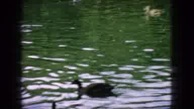 New Jersey USA (1966): Ducks Swimming In A Pond