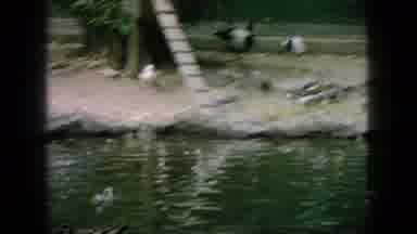 New Jersey USA (1966): Swans And Other Birds Eating And Sitting On The Edge Of The