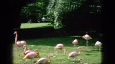 New Jersey USA (1966): Flamingos And Swans Looking For Food On The Pond