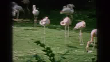 New Jersey USA (1966): Pink Flamingos Wander Green Grass