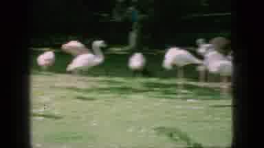New Jersey USA (1966): A Pat Of Free Roaming Flamingos Birds In Natural