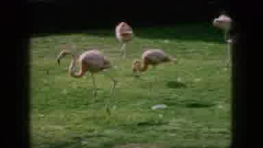 New Jersey USA (1966): Flamingos Relaxing And Hanging Out On A Lawn