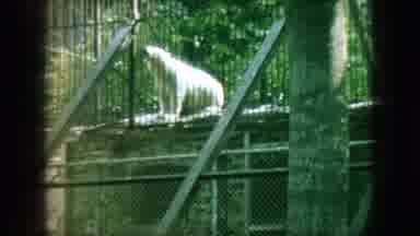 New Jersey USA (1966): Animals Living In A Zoo