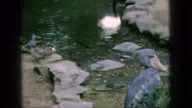 New Jersey USA (1966): Wild Animals Running And Swimming In A Park