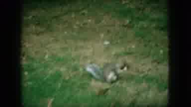 New Jersey USA (1966): Squirrel With Food In Mouth Moving And Standing Around
