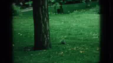 New Jersey USA (1966): Bushy Tailed Squirrels Scamper Around Tree In A Green Park