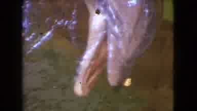 Ohio USA (1966): A Dolphin Tries To Pick Up The Food But A Human Hand Took It