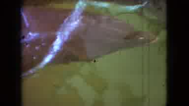 Ohio USA (1966): Baby Seal Breaks Away To Higher Grounds