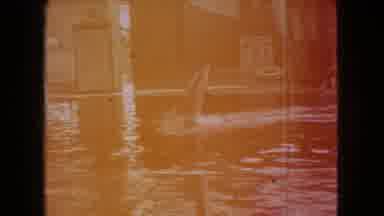 Ohio USA (1966): Talented Dolphin Glides Vertically Across The Water