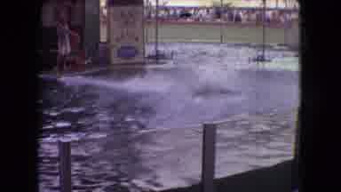 Ohio USA (1966): Dolphin Performing Tricks At A Dolphin Show