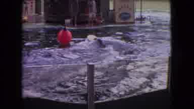 Ohio USA (1966): Dolphins Being Trained