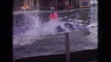 Ohio USA (1966): Diving Dolphin Swims And Performs In Pool In Enclosure Of Zoo Or