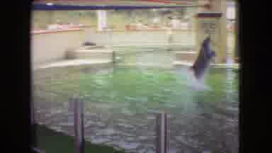 Ohio USA (1966): Dolphin Performing Tricks At Water Park With People Clapping In