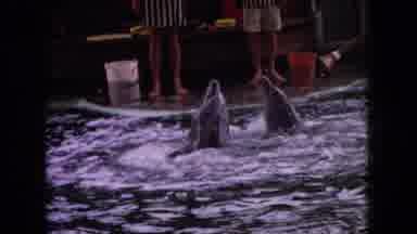 Ohio USA (1966): Dancing Dolphins Local Attraction