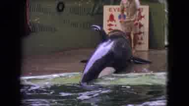 Ohio USA (1966): A Killer Whale Receives An Award From Its Trainer And Then