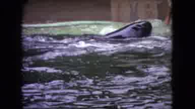 Ohio USA (1966): Killer Whales Engage With Trainers At An Oceanic Amusement Park