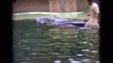 Ohio USA (1966): A Man Rides The Back Of A Killer Whale In A Pool While Wearing A