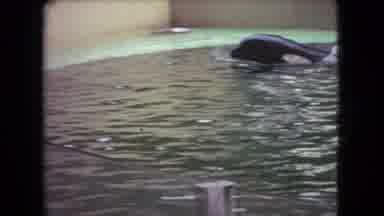 Ohio USA (1966): A Show With A Whale In The Tank With The Trainer At An Aquarium