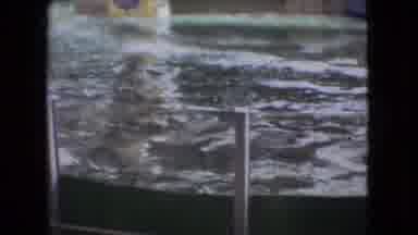 Ohio USA (1966): One Gray Dolphin Show Jumping High Nosing Towards Sky Yellow Ball