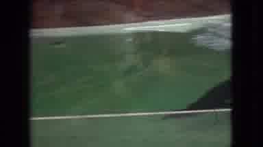 Ohio USA (1966): A Seal Lion Plays With A Pink Ball In An Aquarium Tank