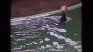 Ohio USA (1966): Seal Playing With A Ball At The Zoo
