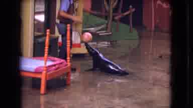 Ohio USA (1966): Seal Balancing A Ball And Doing Tricks
