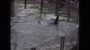 Ohio USA (1966): Sea World Had Entertainment