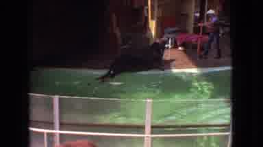 Ohio USA (1966): Trainer And Sea Lion At An Aquarium