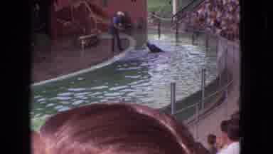 Ohio USA (1966): Man Feeds Seal Who Chases Him For More Food