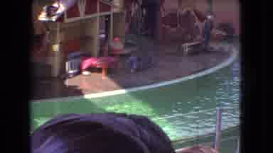 Ohio USA (1966): Penguins Lining Up In Front Of Zookeeper To Get Fed Fish At A Zoo