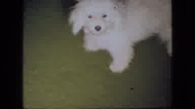Ohio USA-1966: A Cute Little White Puppy Tries To Play