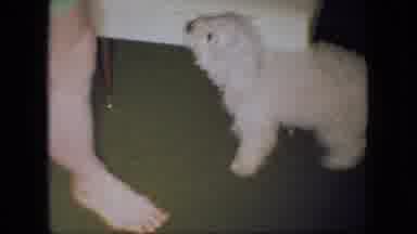 Ohio USA (1966): Woman Playing With A White Poodle On The Living Room Rug