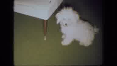 Ohio USA (1966): A Puppy Sitting Next To A Chair