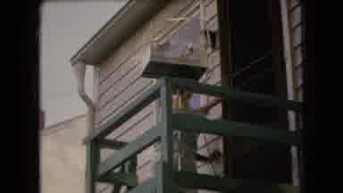 Ohio USA (1966): Woman Entering Her Home With Her Dog Playing In The Yard