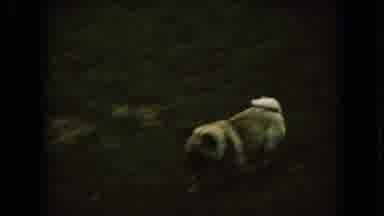 Ohio USA (1966): Dog Running Around Outside