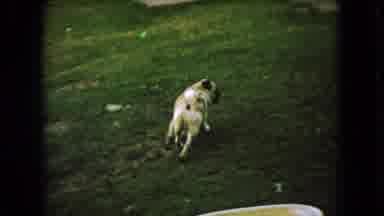 Ohio USA (1966): Dog Walking Around Fast In Yard Looking For Possibly A Bird