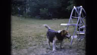 Ohio USA (1966): Dog Playing Around Outside