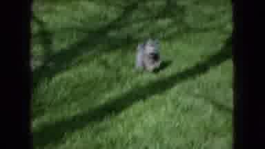 Ohio USA (1966): Animals Running Around Outside