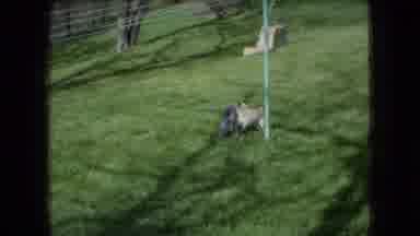 Ohio USA (1966): Two Dogs Playing In The Gardening Was So Cute It Was So Funny And