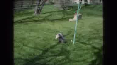 Ohio USA (1966): Two Cute Canines Happily Playing Around In The Backyard